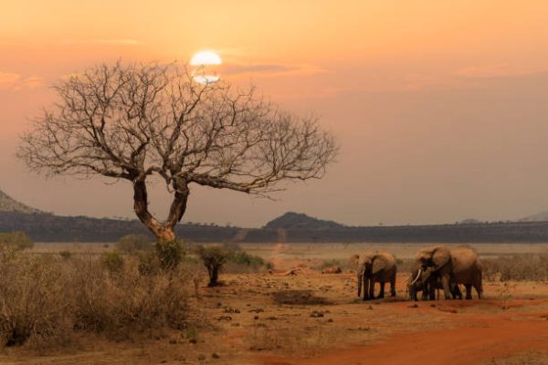 Conservation or Land Grabbing? Did Court Ruling Expose Northern Rangelands Trust?