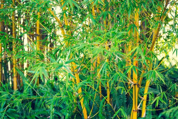 How Bamboo is Transforming Kenya’s Fight Against Climate Chaos